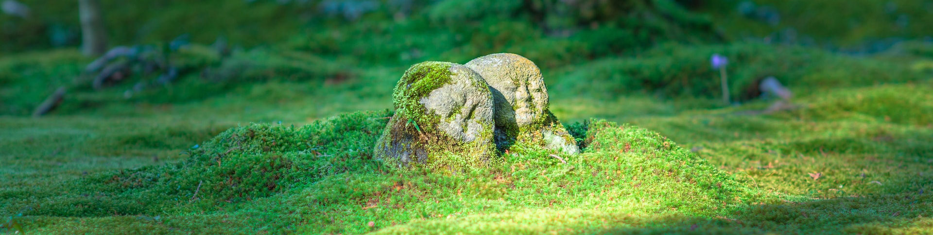 中影之星文化传播企业官网|安菲科技-网站建设小程序APP系统软件开发公司