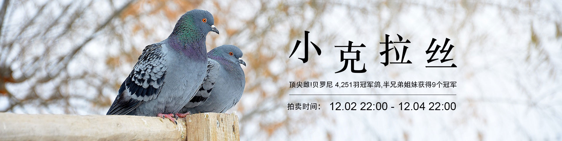 鸽天下-在线拍卖电商平台|安菲科技-网站建设小程序APP系统软件开发公司